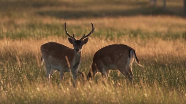 在黄金时段在草地上吃草的两只欧洲小鹿 慢动作 — 图库视频影像