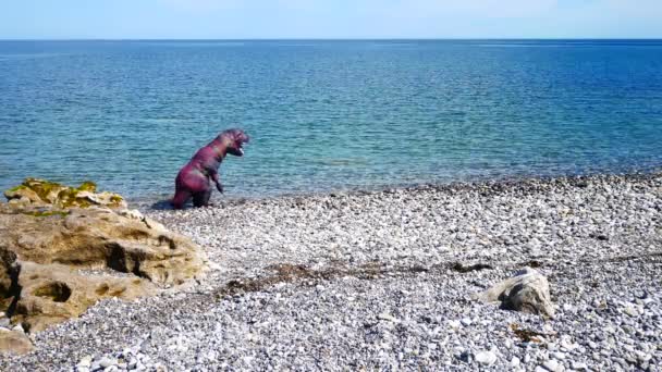 Смешной Надувной Динозавр Галечном Пляже Удовольствием Бросает Камни Океанские Волны — стоковое видео