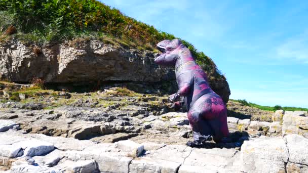 夏の熱波の間に岩の多い海岸を歩く面白いインフレータブル恐竜 — ストック動画