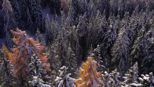 Pineta Sul Pendio Della Montagna Alpina Durante Stagione Invernale Aerea — Video Stock