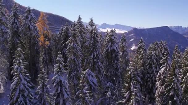 Floresta Pacífica Pinheiros Cordilheira Dolomita Italiana Durante Inverno — Vídeo de Stock