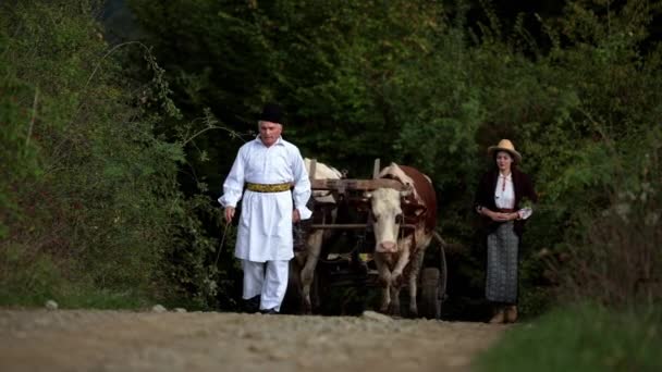 Rumänska Bönder Åker Med Oxvagn — Stockvideo