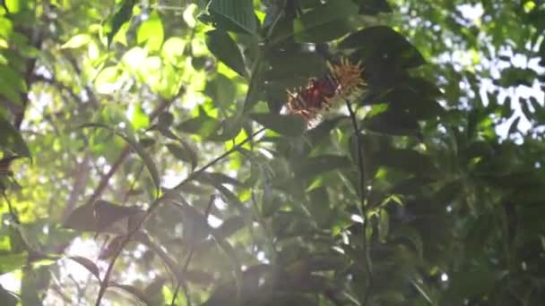花から飛び出る蝶のスローモーションショット — ストック動画