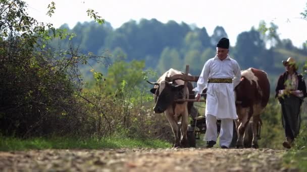 Camponeses Romenos Passam Por Bois — Vídeo de Stock