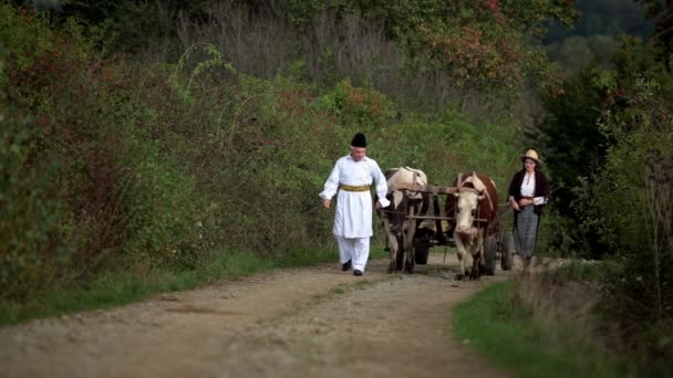 Rumänska Bönder Åker Med Oxvagn — Stockvideo