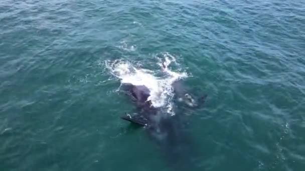 Południowy Prawy Wieloryb Zdeformowanymi Płetwami Plecach Zabawny Cielak Dron — Wideo stockowe