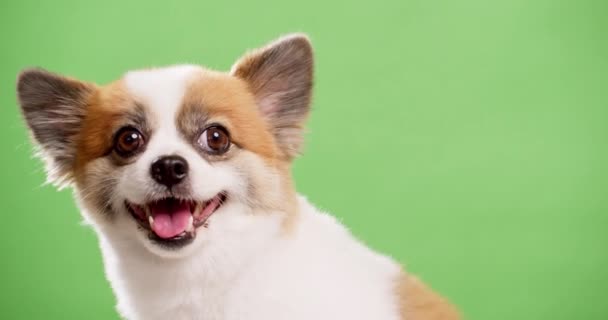 Roztomilý Chihuahua Natočené Zeleným Pozadím Chroma Klíč Studiu — Stock video