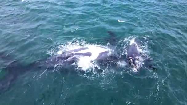Zabawny Nowonarodzony Prawy Wieloryb Imituje Swoją Mamę Plecach Hermanus Antena — Wideo stockowe