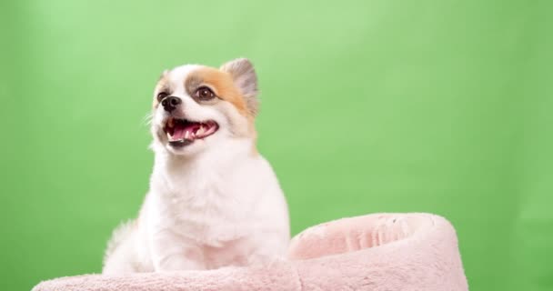 ポメラニアン スピッツのかわいいふわふわの子犬の肖像 小さな笑みを浮かべて犬の緑の背景に横たわっている テキストのコピースペース — ストック動画