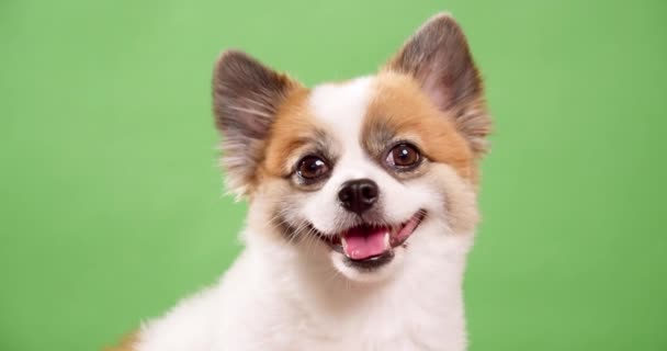 Schattige Chihuahua Gefilmd Met Groene Achtergrond Chroma Sleutel Studio — Stockvideo