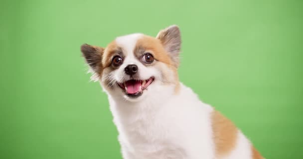 Uważny Chihuahua Patrząc Aparat Skoncentrowany — Wideo stockowe