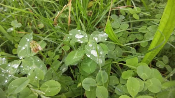 Nahaufnahmen Von Blumen Gras Und Bäumen Einem Regnerischen Tag Mit — Stockvideo