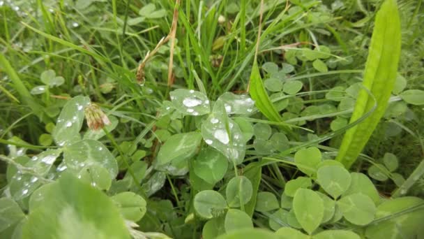 Primeros Planos Flores Hierba Árboles Día Lluvioso Con Gotas Lluvia — Vídeo de stock