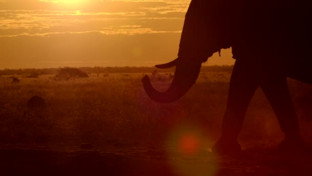 Wspaniałe Średnie Ujęcie Sylwetki Słonia Chodzącego Złotym Słońcu Zwolnionym Tempie — Wideo stockowe