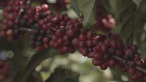 Close Van Tak Van Een Koffieplant Vol Mooie Rode Koffiebessen — Stockvideo