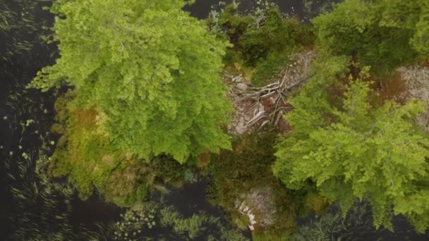 Vista Dall Alto Verso Basso Lungo Alberi Alto Fusto Circondati — Video Stock