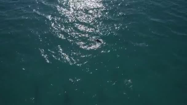 Delfiny Pływające Lśniącej Wodzie Błękitnego Morza Słoneczny Letni Dzień Antena — Wideo stockowe