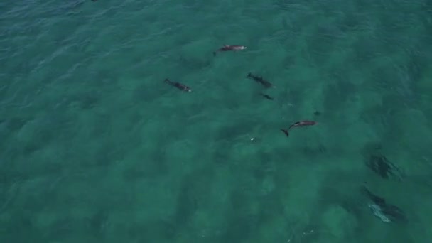 Bottlenose Dolphins Swimming Playing Clear Water Sea Australia Aerial — Stock Video