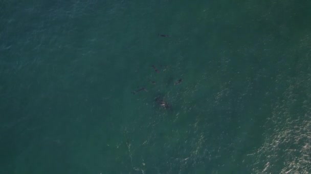 Overhead View Bottlenose Dolphins Pod Swimming Sea Aerial — Stock Video