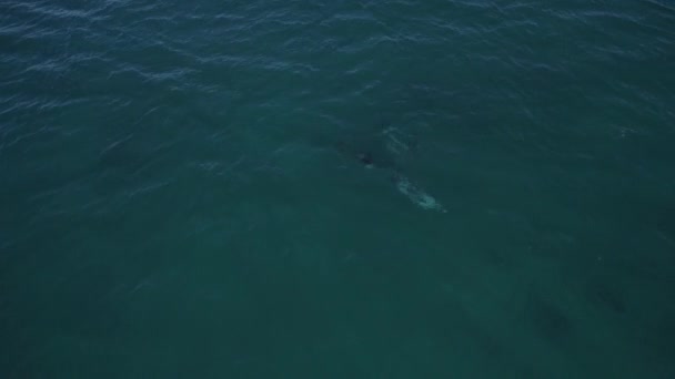 Bottlenose Dolphins Swims Blue Water Aerial — Stock Video