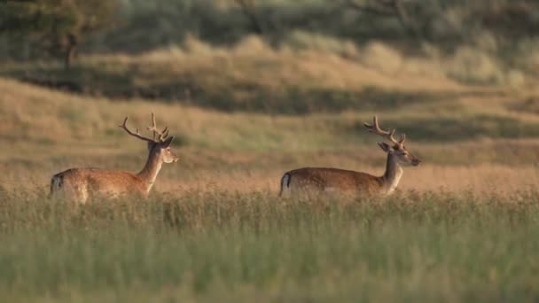 Giovane Daino Che Gioca Una Prateria Baciata Dal Sole — Video Stock