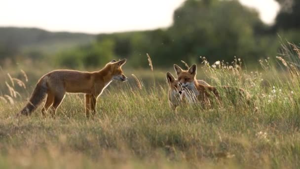 Mother Red Fox Two Quirky Pups Long Grass Meadow Slowmo — Stock Video
