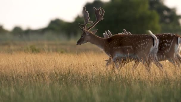 牧草地での2つの美しいヨーロッパの休閑鹿のドル 大きな釣り人 — ストック動画
