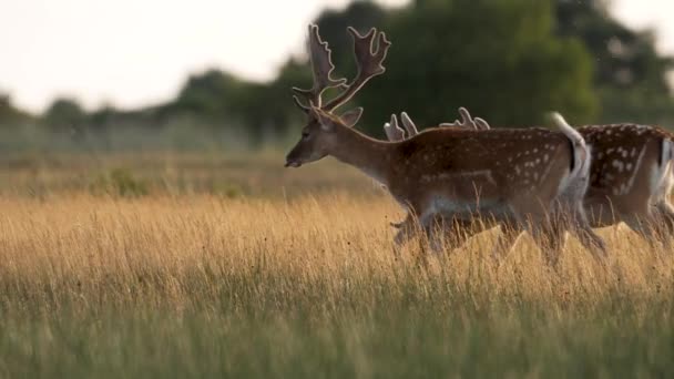 Dos Hermosos Ciervos Europeos Barbecho Cuernos Grandes Pastando Prado — Vídeos de Stock