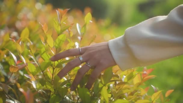 Kobiece Dłonie Dotykające Liści Roślin Ogrodzie Latem Zamknij Się — Wideo stockowe