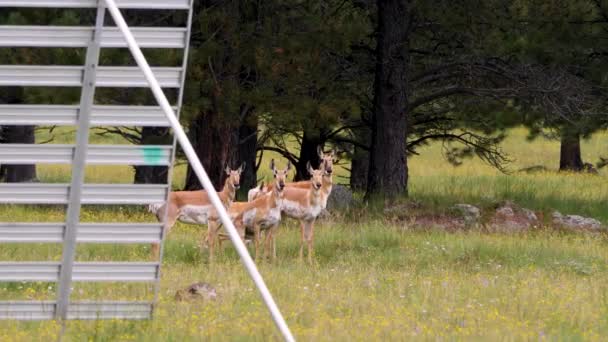 Αγέλη Πρόνγκχορν Κρύβονται Πίσω Από Μια Χιονόμπαλα Στα Βουνά Της — Αρχείο Βίντεο