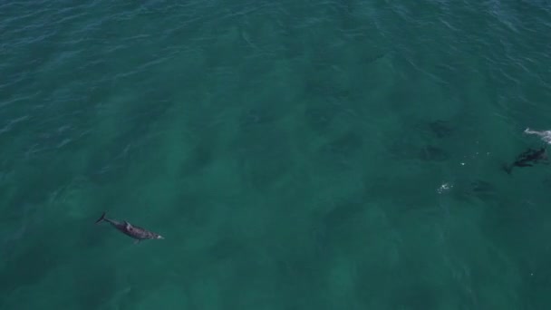 Group Bottlenose Dolphins Swimming Together Daylight Aerial — Stock Video