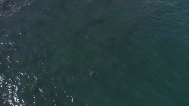オーストラリアのニューサウスウェールズ州のクック島近くの海でウミガメが泳いでいます — ストック動画