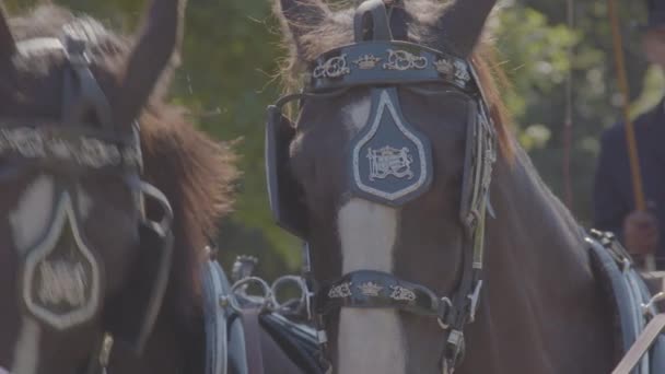 Primo Piano Del Cavallo Con Paraocchi Decorativi Che Viene Testato — Video Stock