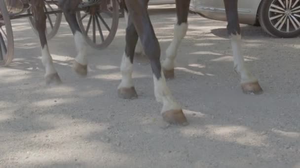 馬の蹄の泥道を歩くと遅い動きで馬車を引くの閉じる — ストック動画