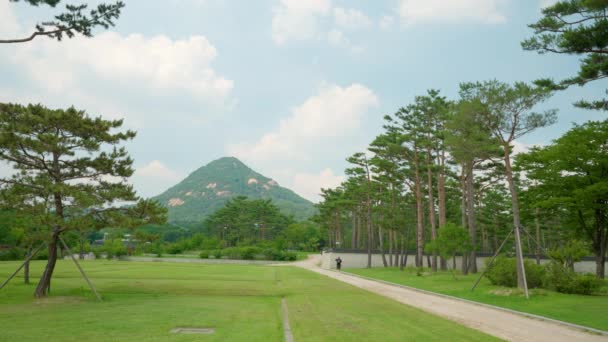 Παλάτι Γκιονγκμποκγκούνγκ Tourist Walkway Road Park Pine Trees Green Meadows — Αρχείο Βίντεο