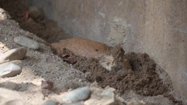 Lustiger Schwarzschwanz Präriehund Vergräbt Sich Vor Heißem Wetter Nassen Sand — Stockvideo