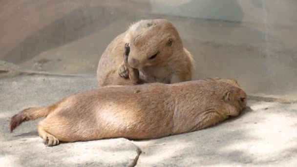Schwarzschwanz Präriehunde Entspannen Sich Sommertag Zoo Seoul Schatten — Stockvideo