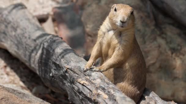 Black Tailed Prairie Dog Cynomys Ludovicianus Wild Standing Dried Log — Stock video