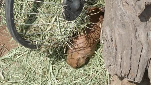 Black Ekor Prairie Dog Cynomys Ludovicianus Makan — Stok Video