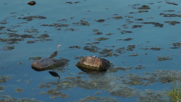 Czapla Szara Ardea Cinerea Odlatuje Skały Obszarze Żerowania Płytkiej Zatoce — Wideo stockowe