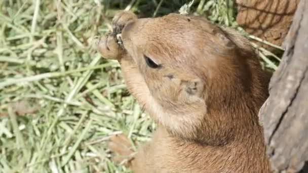 Close Vista Bonito Preto Cauda Prairie Dogs Comer — Vídeo de Stock