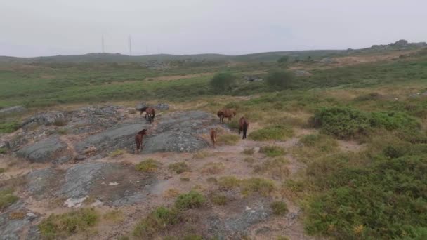 Drone Scenico Girato Cavalli Giovani Adulti Pascolo Lungo Prato Verde — Video Stock