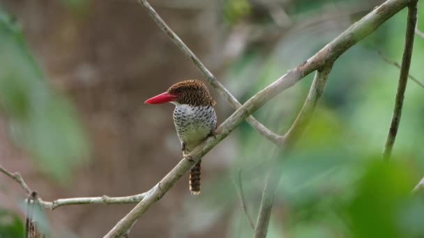 Kvinna Till Vänster Höjer Kronan Och Tittar Ner Banded Kingfisher — Stockvideo