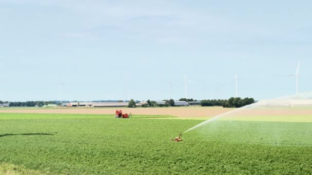 Tarımsal Sulama Sistemi Hollanda Ekinlerin Üzerine Püskürtüyor — Stok video