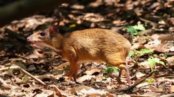 Cámara Desliza Hacia Izquierda Mientras Comiendo Algo Comida Profundo Del — Vídeo de stock