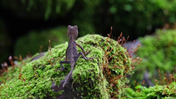 Visszatekintve Jobbra Előre Ahogy Lélegzik Barna Pricklenape Acanthosaura Lepidogaster Khao — Stock videók