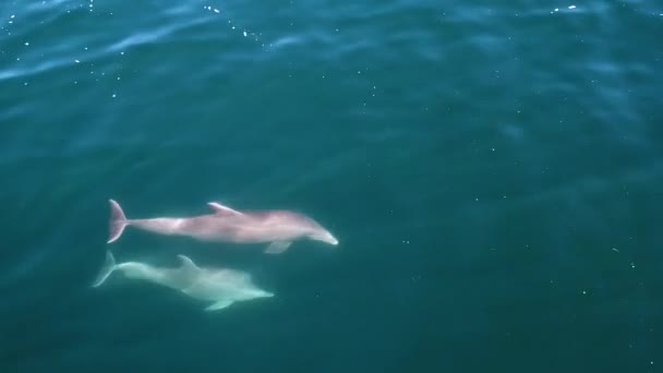 Vista Aérea Delfines Nadando Buceando Aguas Azules Coral Delphinus — Vídeo de stock