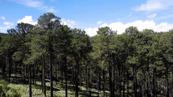 Drone Shot Pine Forest Part Popocatepetl Volcano Nature Reserve Mexico — Stock Video