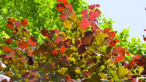Fogliame Arbusto Rosso Brillante Alla Luce Dei Raggi Del Sole — Video Stock