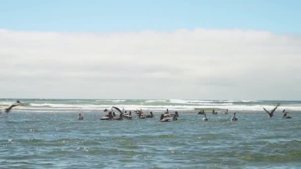 Manada Pelícanos Marrones Alimentándose Surf Poco Profundo Cannon Beach Oregon — Vídeos de Stock